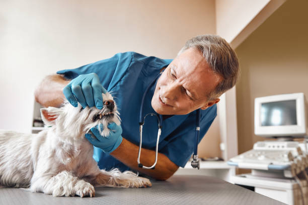 Best Emergency Dental Services for Seniors in North Terre Haute, IN
